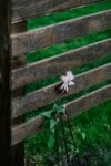 backyard privacy landscaping horizontal wood trellis