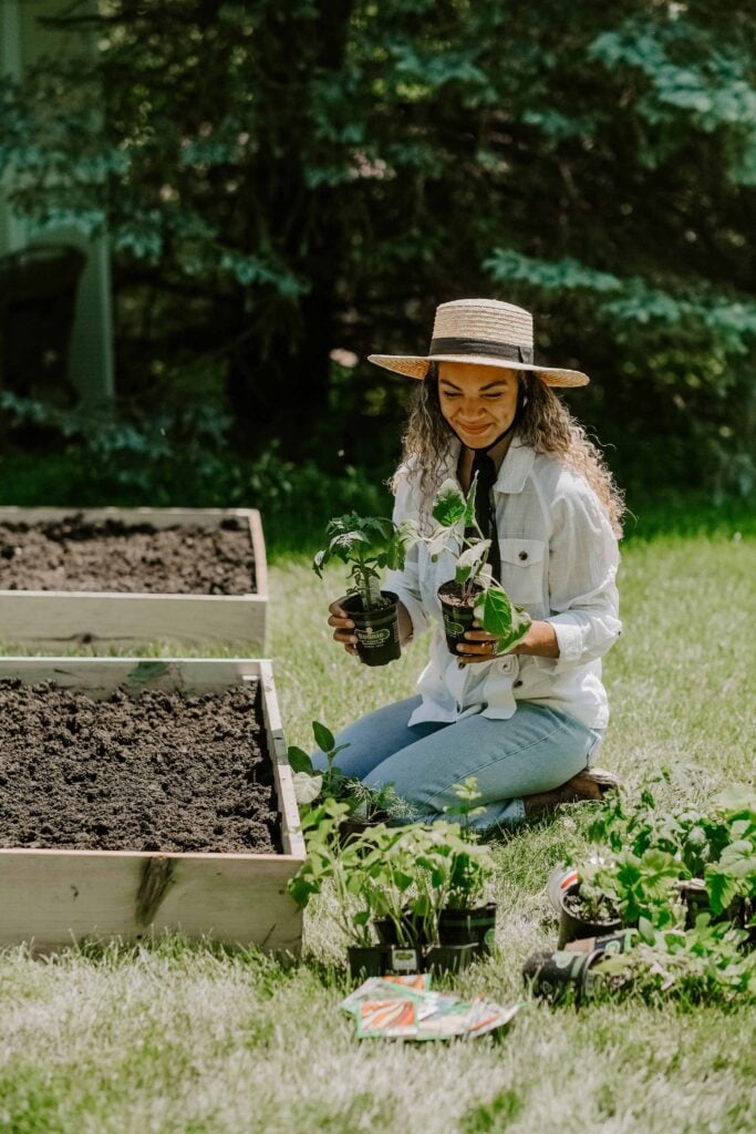 raised veggie garden beds