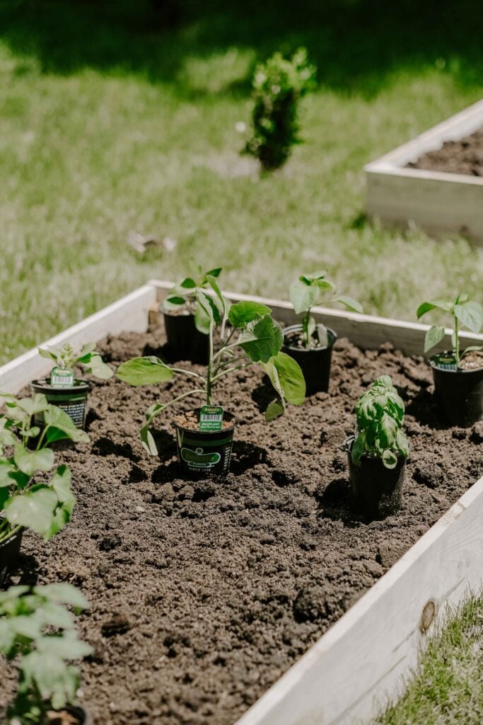 raised veggie garden beds